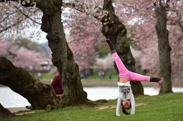 Brianna Xin, 7, of Cary, NC does a cartwheel near cherry trees along the Tidal Basin on Tuesday April 07, 2015 in Washington, DC. (Photo by Matt McClain/The Washington Post)