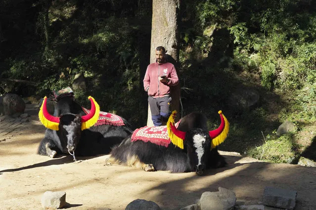 A man waits for customers to ride his yaks in Dharamshala, India, Friday, December 8, 2023. (Photo by Ashwini Bhatia/AP Photo)