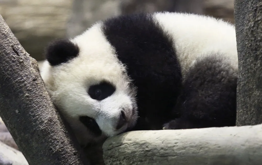 Panda Cub Make Public Debuts at Washington and Taipei City Zoos