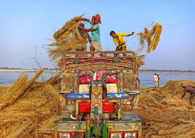 Straw from rice paddies is unloaded in Sirajganj, Bangladesh in November 2023, on its way to be sold. It can be used for everything from textiles and bedding to home insulation and biofuel. (Photo by Abdullah Al Mahfuz/Solent News)