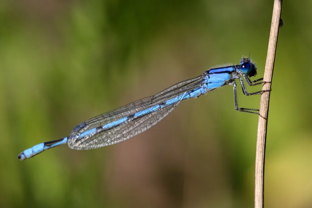 Some Photos: Insects