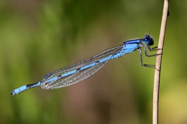 Damselfly (Nehalennia) in Markham, Ontario, Canada, on July 14, 2022. (Photo by Creative Touch Imaging Ltd./NurPhoto via Getty Images)