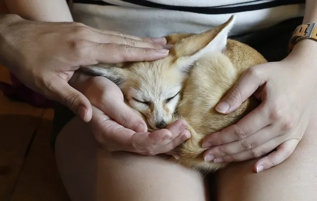 A picture made available on 07 March 2016 shows visitors petting and holding a Fennec fox, native to the Sahara, in the petting room at the Little Zoo Cafe, a business built to capitalize on Thais' love for exotic animals, and food, on the outskirts of Bangkok, Thailand, 05 March 2016. (Photo by Barbara Walton/EPA)