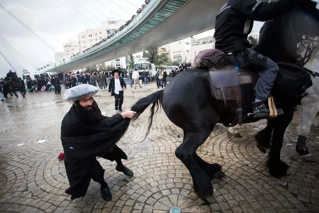 An ultra-Orthodox Jewish protester pulls the tail of a horse used by policemen to disperse protesters during a demonstration in Jerusalem, on February 6, 2014. Several thousand ultra-Orthodox protested in Jerusalem and other Israeli cities and towns after an ultra-Orthodox Jewish young man was arrested when he dodged the draft. Police used water canon and horses and physical force to break up the protest. (Photo by Baz Ratner/Reuters)