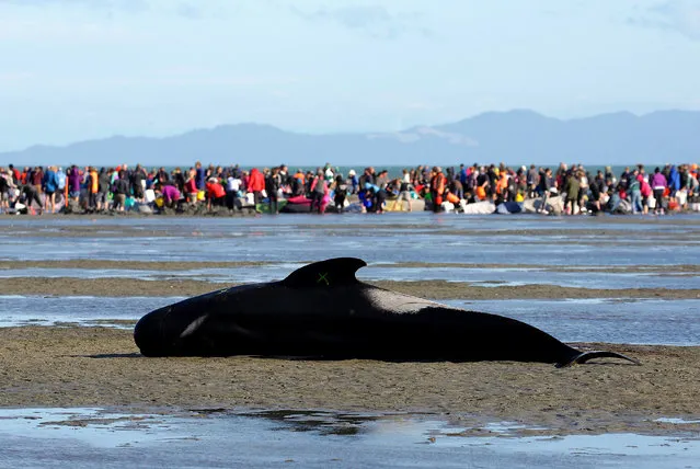 Volunteers attend to some of the hundreds of stranded pilot whales still alive, as one lies on a sandbank marked with an “X” to indicate it has died, after one of the country's largest recorded mass whale strandings, in Golden Bay, at the top of New Zealand's South Island, February 10, 2017. A new pod of 240 whales swam aground at a remote New Zealand beach on Saturday just hours after weary volunteers managed to refloat a different group of whales following an earlier mass stranding. In total, more than 650 pilot whales have beached themselves along a 5 kilometer (3 mile) stretch of coastline over two days on Farewell Spit at the tip of the South Island. About 335 of the whales are dead, 220 remain stranded, and 100 are back at sea. Department of Conservation Golden Bay Operations Manager Andrew Lamason said they are sure they're dealing with a new pod because they had tagged all the refloated whales from the first group and none of the new group had tags. The news was devastating for hundreds of volunteers who had come from around the country to help with the initial group of 416 stranded whales that was found early Friday, many of them already dead. Lamason said improved weather and crystal clear water had helped with the rescue attempt. He said about 100 surviving whales from the initial group were refloated, and dozens of volunteers had formed a human chain in the water to prevent them from beaching again. He said volunteers were warned about the possibility of stingrays and sharks, after one of the dead whales appeared to have bite marks consistent with a shark. He said there had been no shark sightings. Officials will soon need to turn to the grim task of disposing of hundreds of carcasses. Lamason said one option was to tether the carcasses to stakes or a boat in the shallow tidal waters and let them decompose. The problem with towing them out to sea or leaving them was that they could become gaseous and buoyant, and end up causing problems by floating into populated bays. There are different theories as to why whales strand themselves, from chasing prey too far inshore to trying to protect a sick member of the group or escaping a predator. New Zealand has one of the highest rates of whale strandings in the world, and Friday's event was the nation's third-biggest in recorded history. The largest was in 1918, when about 1,000 pilot whales came ashore on the Chatham Islands. In 1985, about 450 whales stranded in Auckland. Pilot whales grow to about 7.5 meters (25 feet) and are common around New Zealand's waters. (Photo by Anthony Phelps/Reuters)