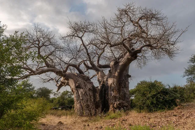 A giant baobob tree at the Makuleke contract park, Northern Kruger, South Africa. Some of Africa’s oldest and biggest baobab trees have abruptly died, wholly or in part, in the past decade, according to researchers. (Photo by Tom Richardson Africa/Alamy Stock Photo)