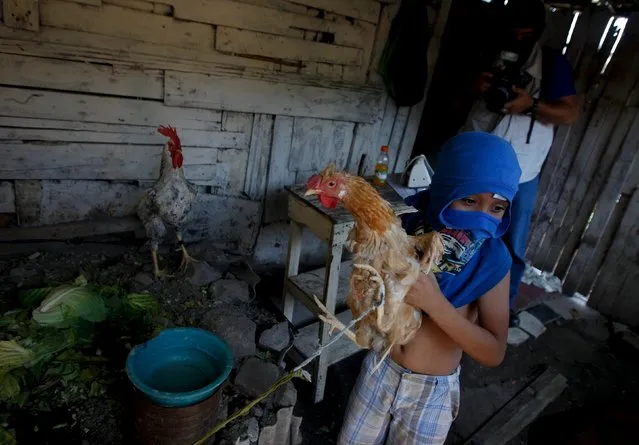 A child covers his face for security reasons while holding a hen before fleeing Las Torres neighbourhood, due to threats from the Mara 18 gang, in Tegucigalpa, Honduras, March 24, 2016. Gang members ordered at least 40 families to leave their impoverished homes within 24 hours, local media reported. (Photo by Jorge Cabrera/Reuters)