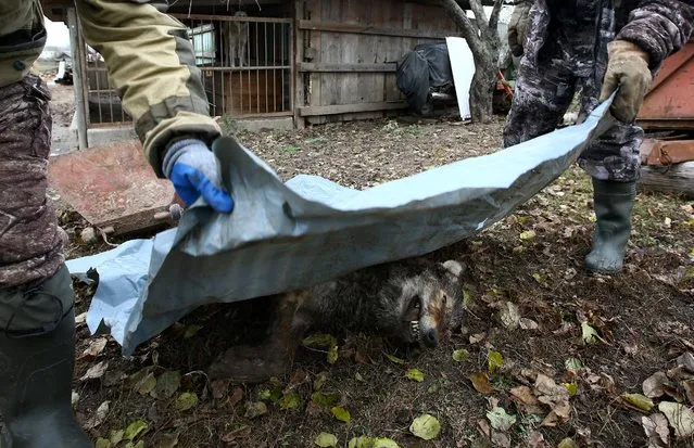Hunters cover a dead wolf after the hunt in the village of Khrapkovo, Belarus November 4, 2016. Wolf fur grows thickest in winter, so Belarussian hunter Vladimir Krivenchik only sets his traps once snow is on the ground. He and his wife live on the edge of the Chernobyl exclusion zone – 2,600 square km of land on the Belarus-Ukraine border that was contaminated by a nuclear disaster in 1986. The zone's resurgent wolf population poses a threat to nearby livestock, so local farms pay hunters like Krivenchik a flat fee of 150 Belarussian roubles ($80) for each wolf they kill. Wolf numbers are more than seven times higher in the Belarussian part of the Chernobyl zone than in uncontaminated areas elsewhere in the region, according to a study published in scientific journal Current Biology in 2015. According to official data, about 1,700 wolves were culled in 2016. (Photo by Vasily Fedosenko/Reuters)