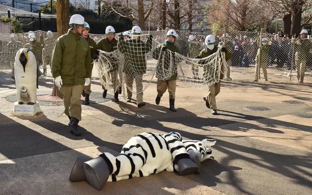 Zookeepers capture a person dressed as zebra during a drill to practice what to do in the event of an animal escape at the Ueno Zoo on February 2, 2016 in Tokyo. (Photo by Kazuhiro Nogi/Getty Images)