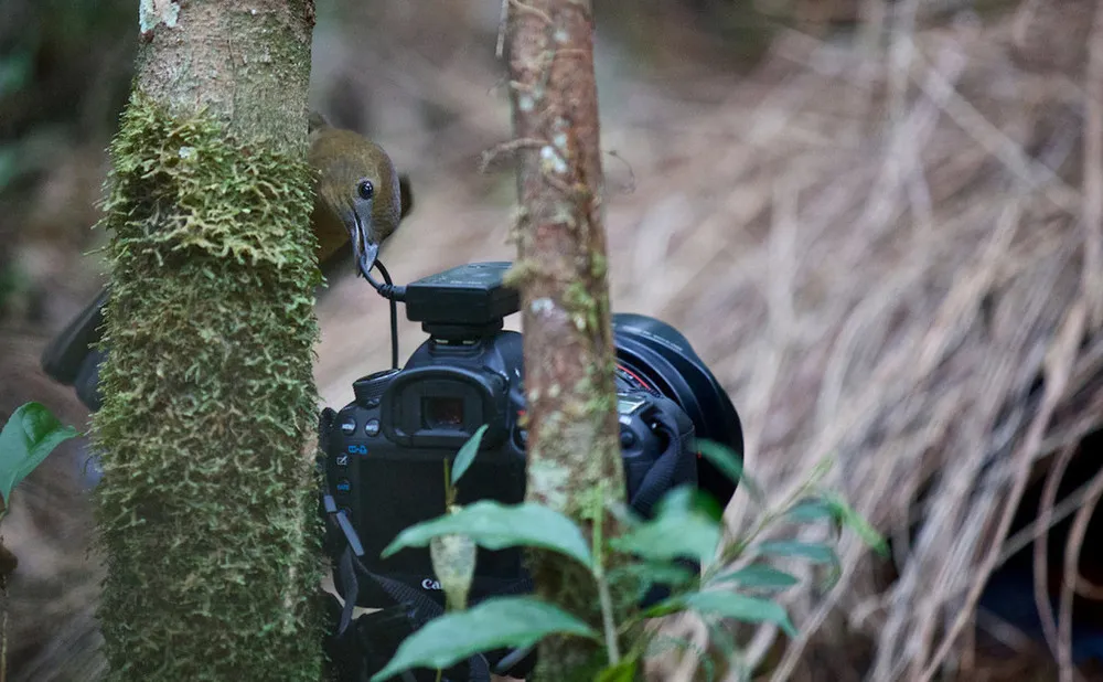 Animal Architects Bowerbirds Design