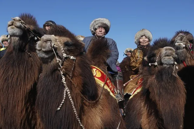 People wearing traditional costumes wait for a parade on the back of camels during “Temeenii bayar”, the Camel Festival, in Dalanzadgad, Umnugobi aimag, Mongolia, March 6, 2016. (Photo by B. Rentsendorj/Reuters)