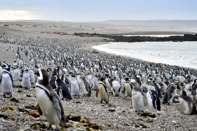 Penguins walk on a beach at Punta Tombo peninsula in Argentina's Patagonia, on Friday, February 17, 2017. Drawn by an unusually abundant haul of sardines and anchovies, over a million penguins visited the peninsula during this years' breeding season, a recent record number according to local officials. Punta Tombo represents the largest colony of Magellanic penguins in the world. (Photo by Maxi Jonas/AP Photo)