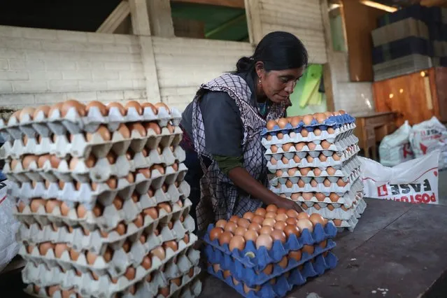 Cooperative farmer Luisa Huinel collects eggs on February 11, 2017 in the western highlands town of Cajola, Guatemala. Some 70 percent of the men in the town have left to work as undocumented immigrants in the United States, many of them leaving behind their families. (Photo by John Moore/Getty Images)