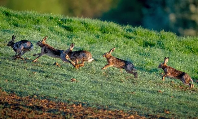 Hares run on a field in the outskirts of Frankfurt, Germany, early Thursday, April 11, 2024. (Photo by Michael Probst/AP Photo)