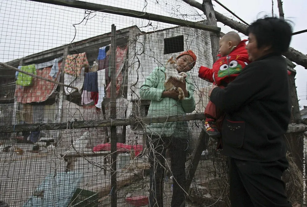 Animal Lover Duo Zirong's Family And Their Adopted Cats