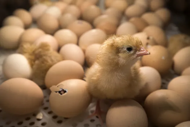 A chick stands among eggs being hatched inside an incubator at the Agriculture Fair in Paris on February 26, 2017. (Photo by Joel Saget/AFP Photo)