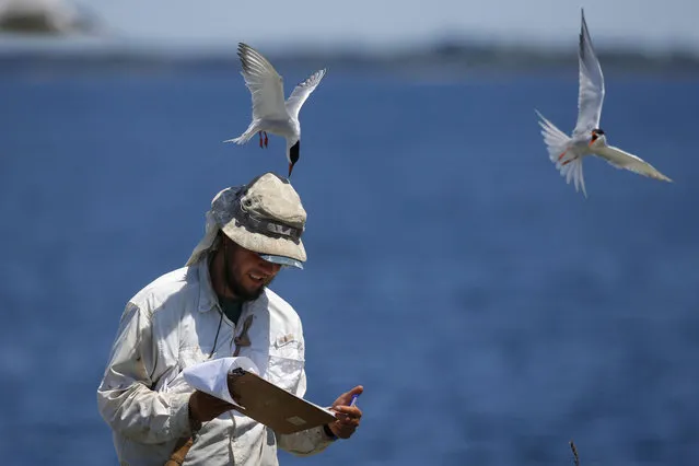 In this Thursday, July 18, 2019, photo, research assistant Michael Rickershauser is dive-bombed by common tern as he records data in their nesting colony on Eastern Egg Rock, off the coast of Maine. Padding under his hat helps soften the jab of the pointed beak. The aggressive terns provide protection for puffins by chasing off predatory gulls. (Photo by Robert F. Bukaty/AP Photo)