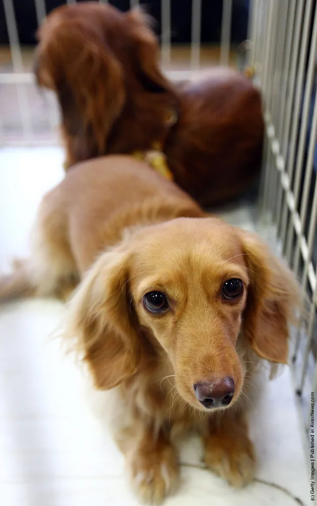 Rent-A-Dog In Japan