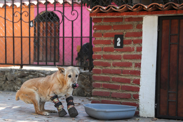 A rescued dog named Pay de Limon (Lemon Pie), who is in the running for America's favorite pet title and whose front paws, according to media reports, were chopped off by organised crime, wears his two front prosthetic legs at Milagros Caninos, in Xochimilco, Mexico City, Mexico on February 21, 2023. (Photo by Raquel Cunha/Reuters)