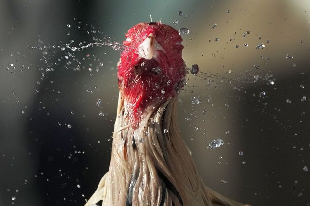 A fighting cock shakes off water from his head after his owner gave him a bath to cool him down during a hot morning in Quezon city, Philippines on Tuesday, April 2, 2024. The weather bureau said the country will continue to experience very hot days due to the El Nino phenomenon with some schools shifting to online learning modes to avoid the sweltering summer heat. (Photo by Aaron Favila/AP Photo)