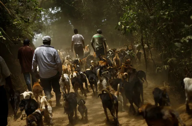 Alvaro Saumet (C) walks with stray dogs at Territorio de Zaguates or “Land of the Strays” dog sanctuary in Carrizal de Alajuela, Costa Rica, April 20, 2016. (Photo by Juan Carlos Ulate/Reuters)