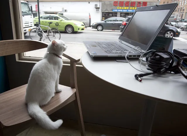 A cat sits and looks at a computer next to the window of the cat cafe in New York April 23, 2014. The cat cafe is a pop-up promotional cafe that features cats and beverages in the Bowery section of Manhattan. (Photo by Carlo Allegri/Reuters)