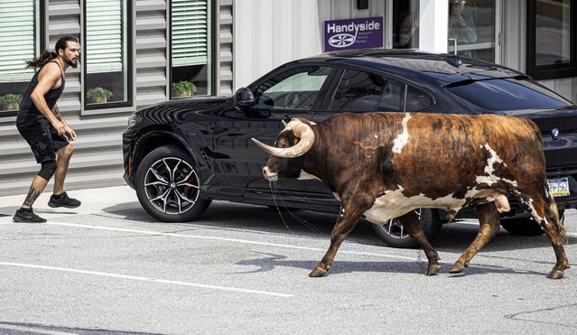 A longhorn steer approaches a bystander after it got loose, Wednesday, July 10, 2024, in Fairview Township, Pa. Authorities managed to corral the animal and successfully recaptured it. (Photo by Dan Gleiter/The Patriot-News via AP Photo)