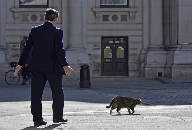 Britain's Minister of State for Foreign and Commonwealth Affairs Hugh Robertson ushers away “Freya”, the cat of Britain's Chancellor George Osborne, as he waits to greet attendees of a Friends of Syria meeting at The Foreign Office in London May 15, 2014. (Photo by Toby Melville/Reuters)