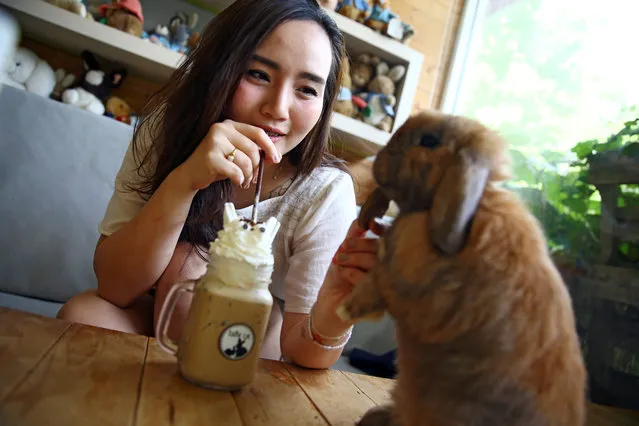 A woman enjoys her coffee as she feeds a rabbit at a rabbit cafe in Bangkok, Thailand on May 3, 2017. (Photo by Athit Perawongmetha/Reuters)