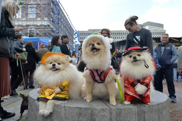 Luke (emperor), Leia (emperor princess ) and Skyla (lion dancer) sit on a stand for photos during the 7th annual Boston Halloween Pet Parade and Costume Contest at Faneuil Hall Marketplace in Boston, Massachusetts, on October 26, 2019. (Photo by Joseph Prezioso/AFP Photo)