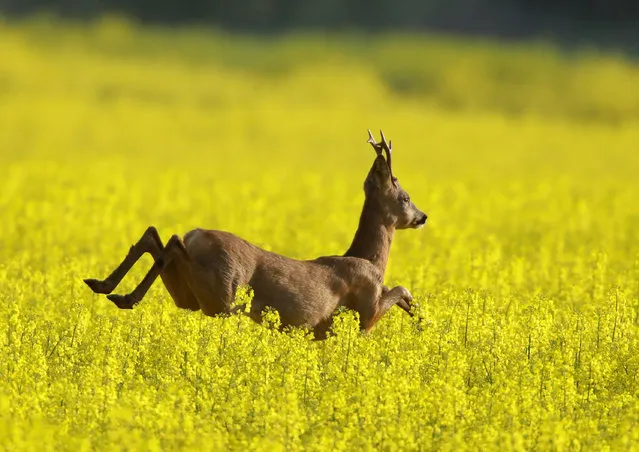 A deer runs in a rapeseed colza field near the village of Botskovichi, 160 kilometers (100 miles) west of the Belarus capital Minsk, Sunday, May 21, 2017, as warm spring weather is established across Belarus. (Photo by Sergei Grits/AP Photo)