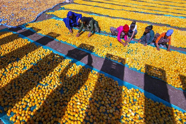 An aerial view of a field where apricots are left to dry in the sun as seasonal workers process apricots after a harvest in Malatya, Turkiye on July 04, 2023. Harvested apricots are prepared and dried with sulphur or sun, depending on the buyer's requirements. (Photo by Bayram Ayhan/Anadolu/Abaca Press/Profimedia)