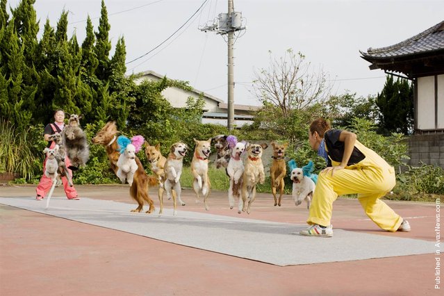 Who knew dogs could skip rope – much less 13 of them at the same time. The record was achieved by Uchida Geinousha's “Super Wan Wan Circus” in Japan