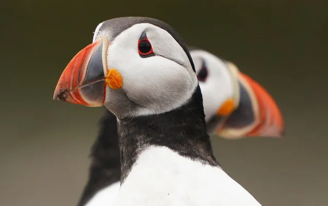 A puffin on the Farne Islands in Northumberland as the National Trust staff undertake the now annual puffin census on the remote island on May 22, 2022. The census was changed from five yearly to annually in 2019 due to climate change which is causing a decline in readily available food for the birds. (Photo by Owen Humphreys/PA Wire)