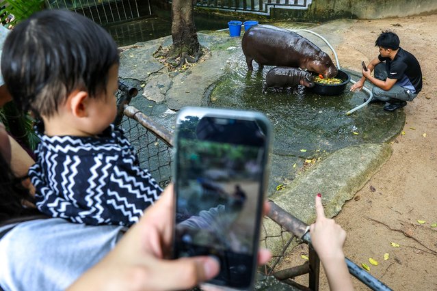 Hippo keeper Atthapon Nundee, 31, takes pictures of a two-month-old female pygmy hippo named “Moo Deng” who has recently become a viral internet sensation, at Khao Kheow Open Zoo in Chonburi province, Thailand, on September 16, 2024. (Photo by Athit Perawongmetha/Reuters)