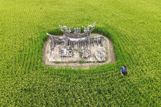 An aerial view shows a farmer sorting his rice field surrounding the relics of Wu Fu Taoist temple which sunk during flooding in 1959, in Chiayi on May 21, 2022. (Photo by Sam Yeh/AFP Photo)