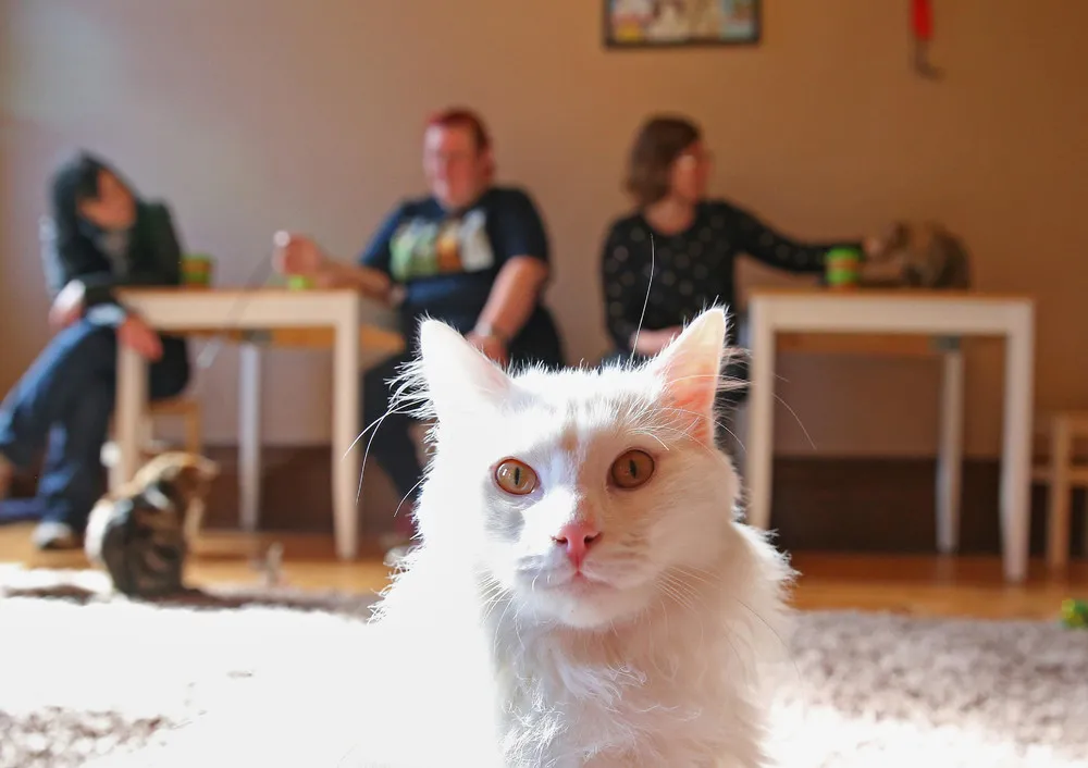 First Australian Cat Cafe Opens in Melbourne
