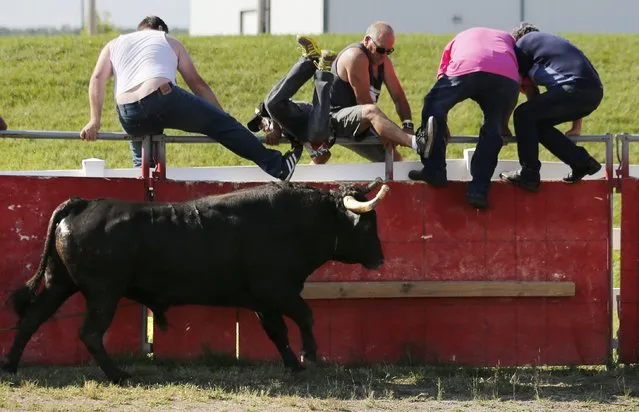 Portuguese-Canadian spectators scramble over a fence at the approach of a fighting bull during an Azorean “tourada a corda” (bullfight by rope) in Brampton, Ontario August 15, 2015. (Photo by Chris Helgren/Reuters)