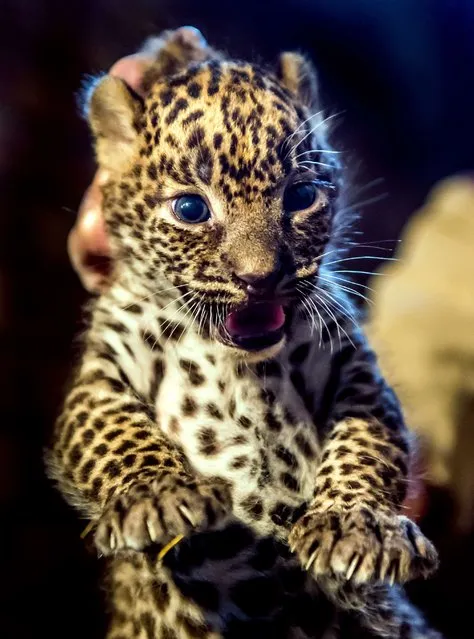 A zoo worker holds one of two female Sri Lankan leopard cubs, born on July 1, 2014, in the zoo of Maubeuge, northern France, on July 29, 2014. The Sri Lankan leopard is a threatened species, with an estimated 700 living in the wild and 65 in captivity. (Photo by Philippe Huguen/AFP Photo)