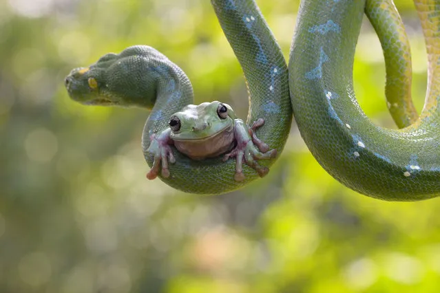 The frog and snake. Clinging on with sticky toes, a green tree frog sits bravely on its unlikely friend – a large tree python. Curled around the branches of a small coconut tree, the snake appears relatively undisturbed by the bold passenger that has clambered onto its skin. Grown in captivity together, the pair display no signs of aggression or fear, comfortable with their encounters high up in the leafy branches.  Photo enthusiast Fahmi Bhs watched in surprise as the frog slowly climbed along the scales of the metre long snake in a zoo in Jakarta, Indonesia. (Photo by Fahmi Bhs/Solent News/SIPA Press)