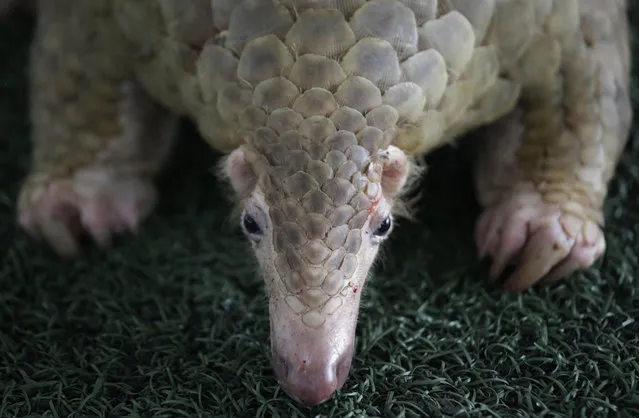 A Thai customs official displays one of 136 Pangolins and 450 kgs. (992 lbs.) of Pangolin scales it seized, estimated to be worth over 2.5 million baht (USD$75,278) during a press conference at the Customs Department headquarters in Bangkok, Thailand, Thursday, August 31, 2017. Officials received a tip-off that there would be an attempt to smuggle Pangolins from Malaysia. (Photo by Sakchai Lalit/AP Photo)