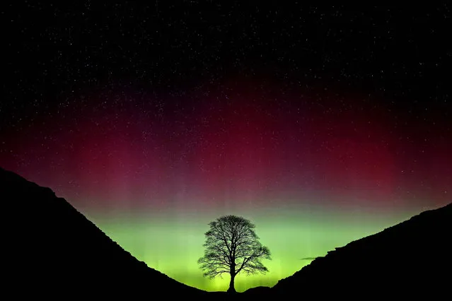 The Northern Lights, or Aurora Borealis, shine over the Sycamore Gap at Hadrian's Wall in Northumberland, northeast England  early Monday March 7, 2016. (Photo by Owen Humphreys/PA via AP Photo)