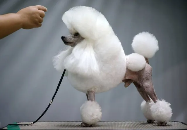 In a photo taken on August 30, 2014 a dog owner poses their pet poodle for a photo prior to a competition at a dog show in Seoul. (Photo by Ed Jones/AFP Photo)