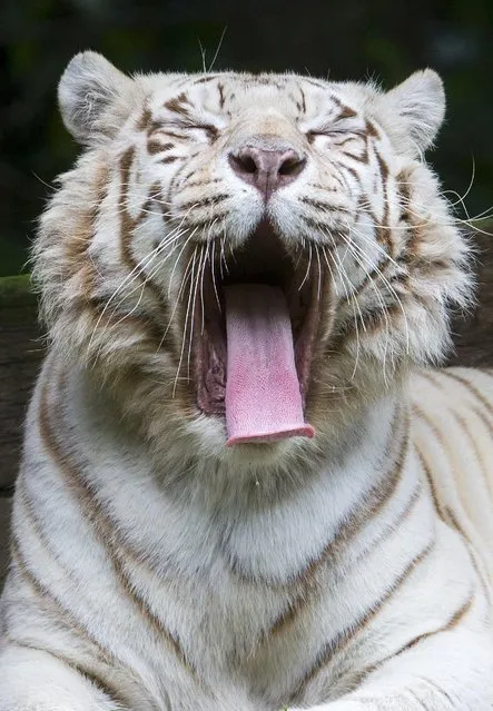 A White Bengal tiger yawns in its enclosure at the Olmense Zoo in Olmen, Belgium, September 2, 2015. (Photo by Yves Herman/Reuters)