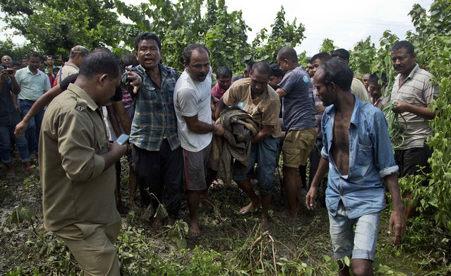Indian forest officials, wildlife conservationists and villagers carry a baby Rhino that strayed into an adjacent village following floods at the Kaziranga National Park, east of Gauhati, northeastern Assam state, India, Thursday, July 28, 2016. (Photo by Anupam Nath/AP Photo)