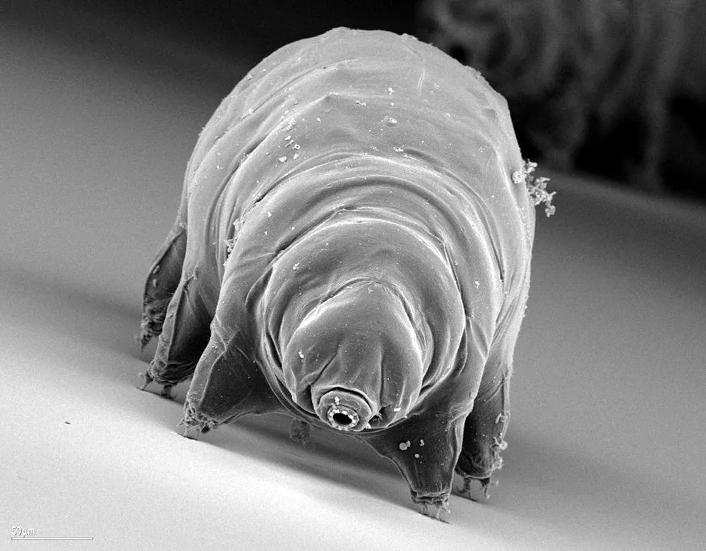 Tardigrade