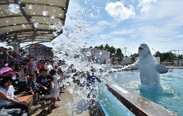 A beluga whale sprays water at visitors during a summer attraction at a sea park in Yokohama, suburban Tokyo on August 5, 2016. (Photo by Kazuhiro Nogi/AFP Photo)