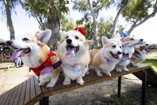 A group of Corgis are seen in Royal outfits on September 22, 2022 in Perth, Australia. Australians have a one-off public holiday today to mark a national day of mourning for Her Majesty Queen Elizabeth II. Queen Elizabeth II died at Balmoral Castle in Scotland aged 96 on September 8, 2022. Elizabeth Alexandra Mary Windsor was born in Bruton Street, Mayfair, London on 21 April 1926. She married Prince Philip in 1947 and acceded the throne of the United Kingdom and Commonwealth on 6 February 1952 after the death of her Father, King George VI. Queen Elizabeth II was the United Kingdom's longest-serving monarch. (Photo by Matt Jelonek/Getty Images)