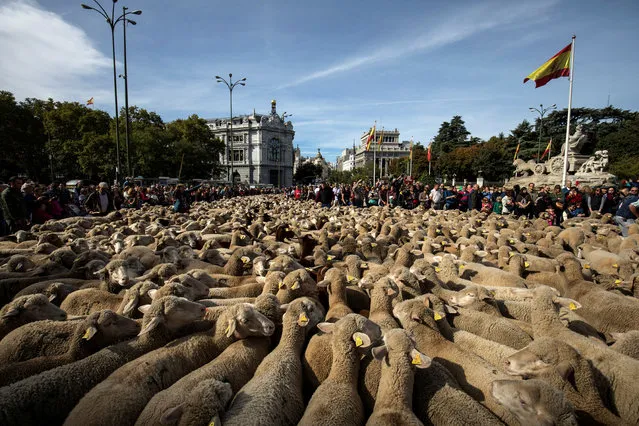 Hundreds of merino sheep are herded past the Cibeles Fountain, famous landmark of Madrid, Spain, October 22, 2017. (Photo by Juan Medina/Reuters)