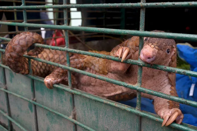 A pangolin is seen in a cage after a recent raid in Pekanbaru, Riau province on October 25, 2017. Indonesian authorities have seized more than 100 critically endangered pangolins, an official said on October, a haul conservationists said was worth about 1.5 million USD. (Photo by AFP Photo/Wahyudi)